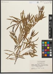 Foto von Salix melanopsis Nutt.